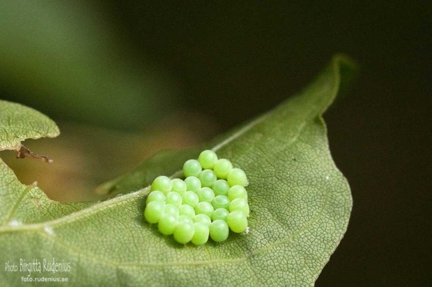 The tiny eggs - what to be?