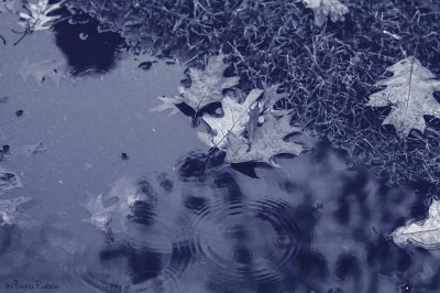 Water Pond of Oak Leaves