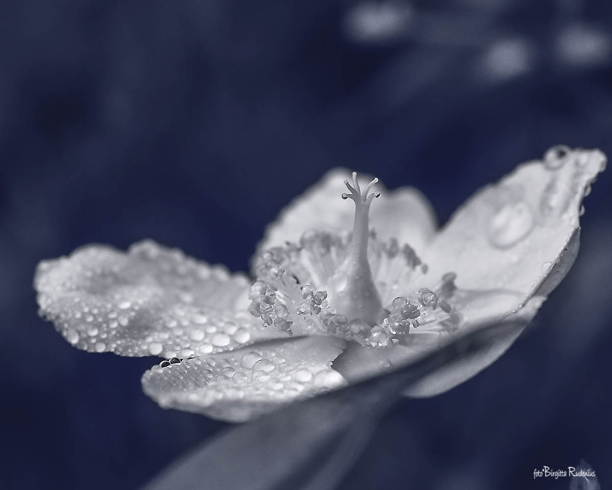 Blue Rosy Raindrops