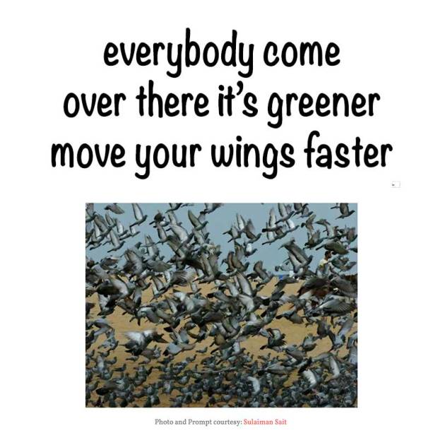 HAIKU by Birgitta Rudenius