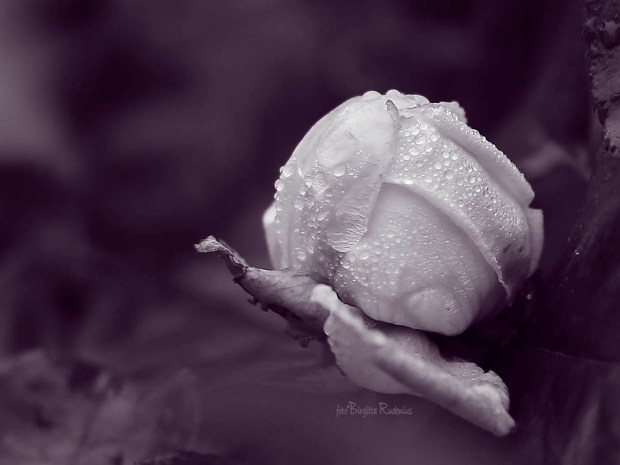 Purple Rose - Decorated with Raindrops