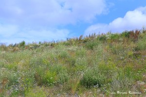 Mellan Himmel och jord - livet.
