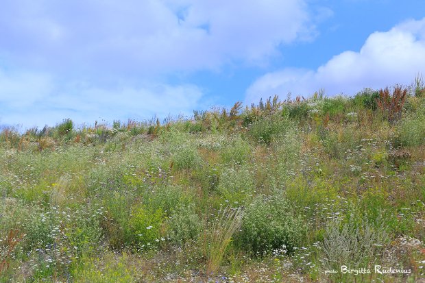 Mellan Himmel och jord - livet.