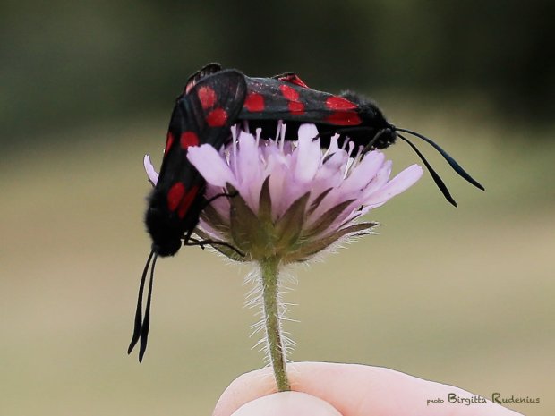 Macro - Allmän Bastardsvärmare