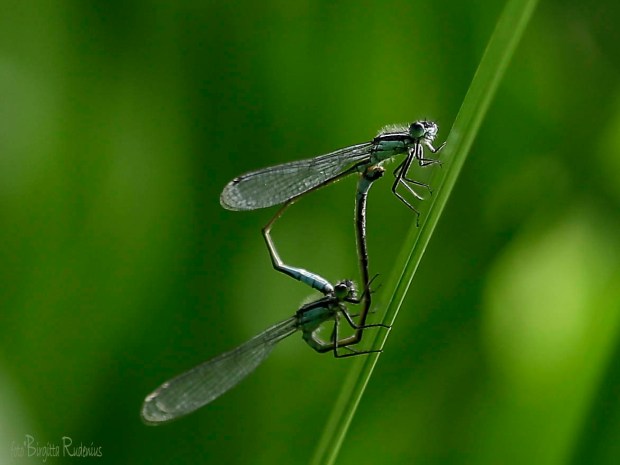 dragonfly_20150713_hjul