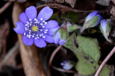 flower_20160319_blasippa