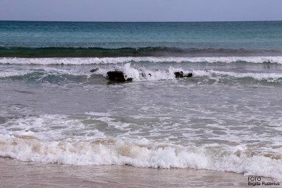 sea_20160308_waves1