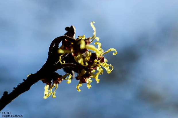 tree_20160320_flowering
