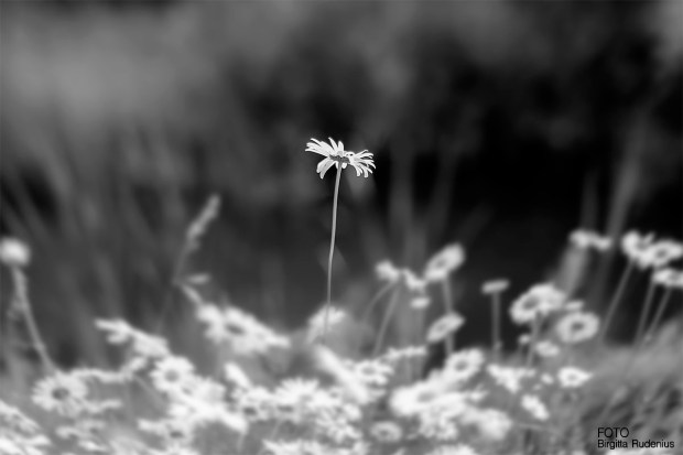 Black and White Solitude