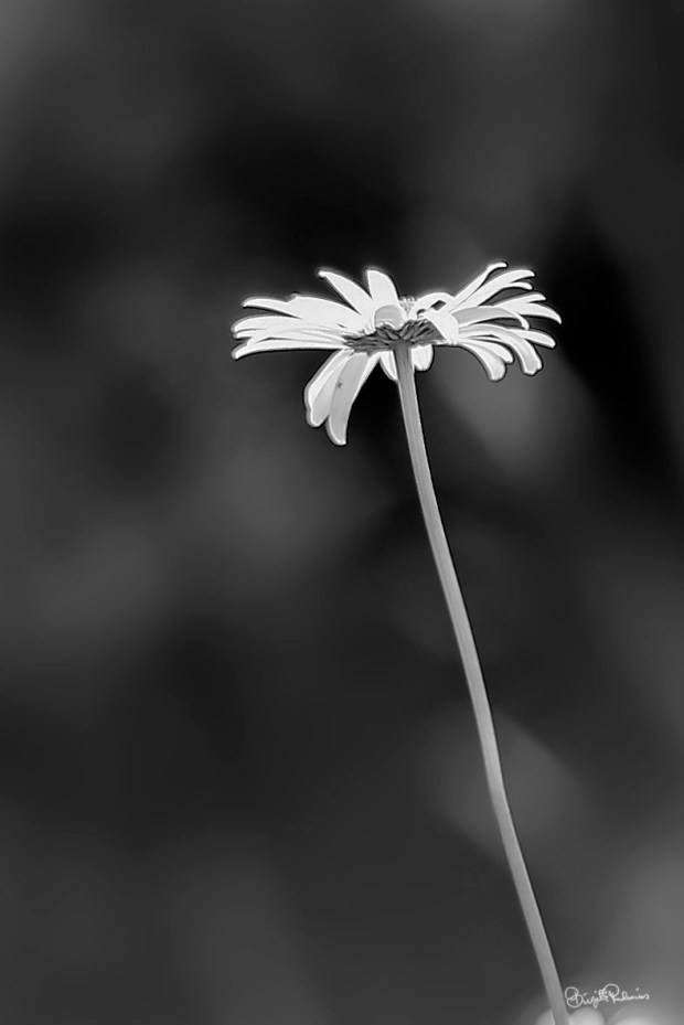 Black and White Solitude Standing Strong