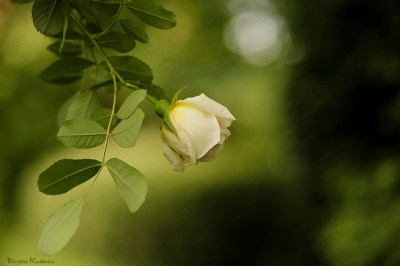 macro_20150622_himlenhar