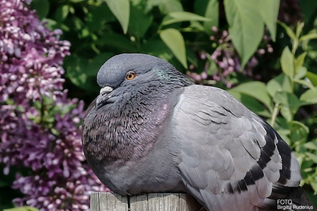A resting dove
