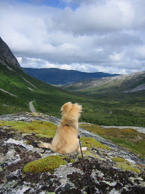 Daisy - Tibetan Spaniel - Norway