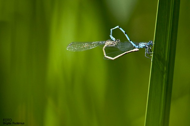 Dragonfly Wheet