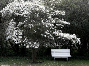 Magnolia Bench