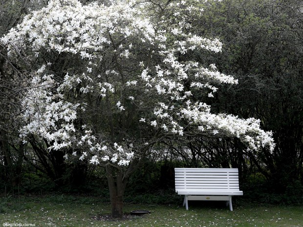 Magnolia Bench