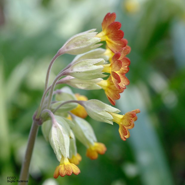 Gullviva - Primula veris