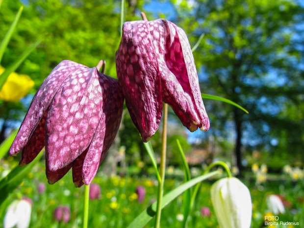 Kungsängslilja - Fritillaria meleagris