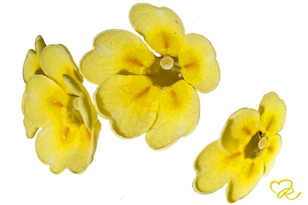 Gullviva - Primula veris