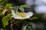 Wild Rose