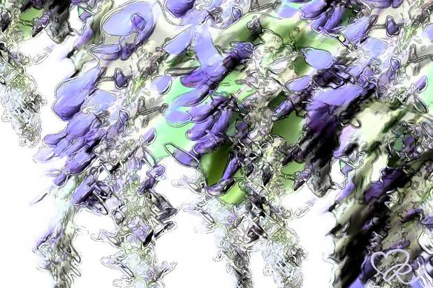 Photomania Wisteria - Blåregn