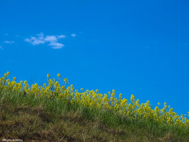 Blå himmel och raps - Skåne