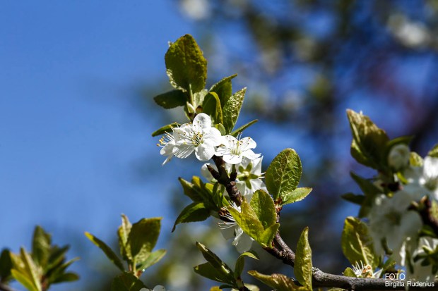Sky with cherry flowers