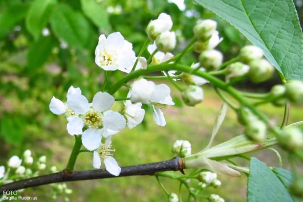 Hägg - Prunus padus