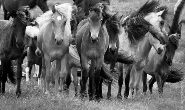 Islandic Horses in Sweden