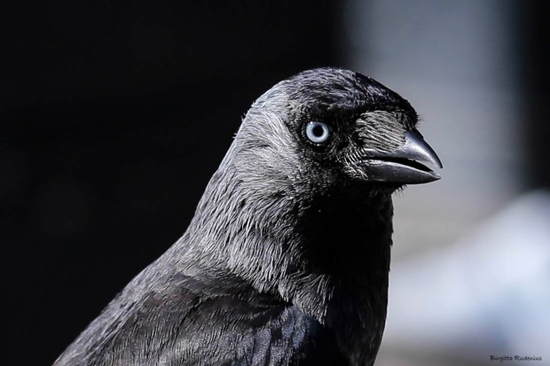 Close up Corvus monedula - Kaja