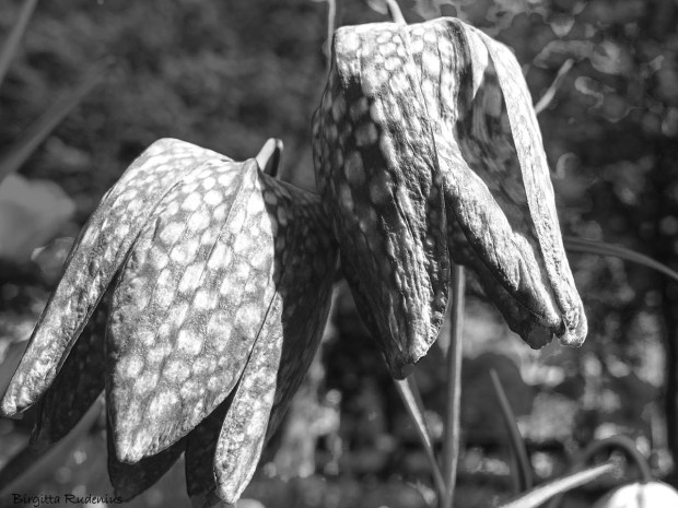 BW - Kungsängslilja