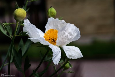 I can see the tiny in the grat