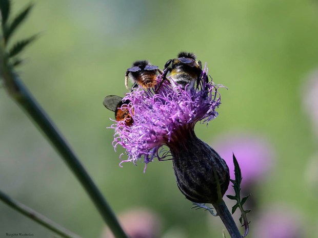 MACRO - Bumble Bees