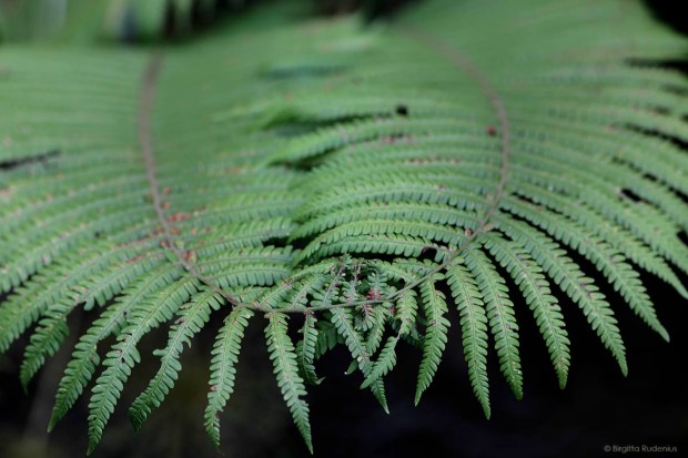 A wheel in a way - Fern