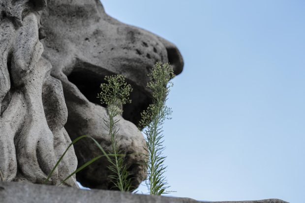 Lion at Chain Bridge, Budapest