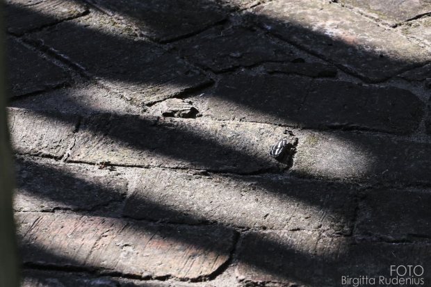 Butterfly jailed in the shadow