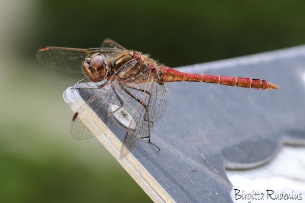 MACRO Dragonfly