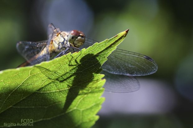 Dragonfly - Macro Close up