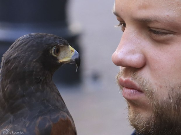 The Falconer - Solymász - Hawk