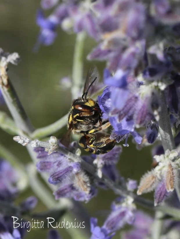Close up - MACRO Wasp