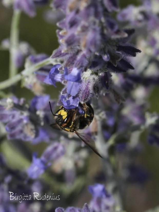 Close up - MACRO Wasp