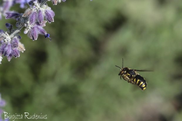 Close up - MACRO Wasp