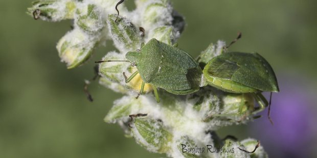 Bärfisar to be more - Pentatomidae