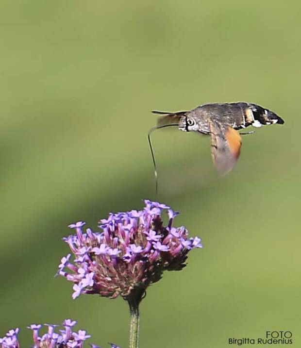 MACRO - Sucking life