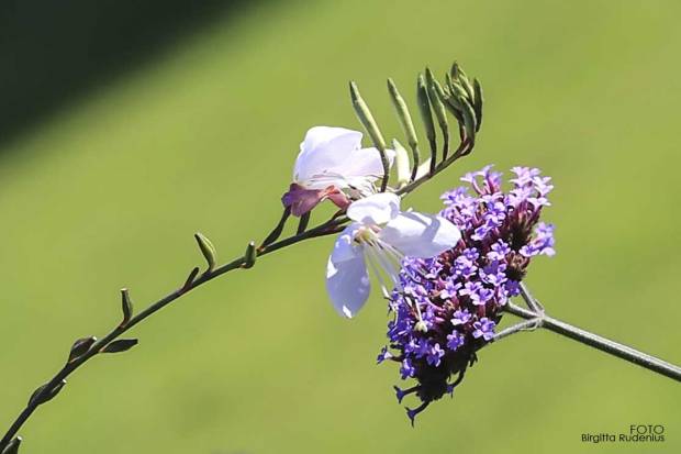 MACRO - Kulturkrock - Clash of Cultures