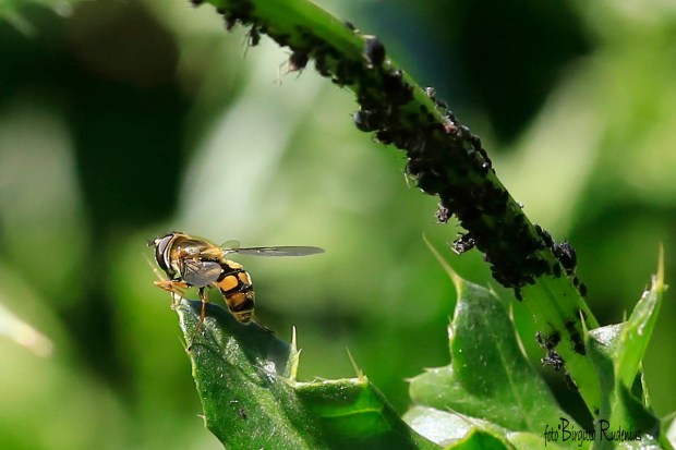 The obvious world - obviously! Macro