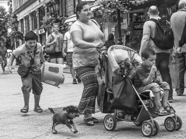 Street Photography - Jeopardizing puppies