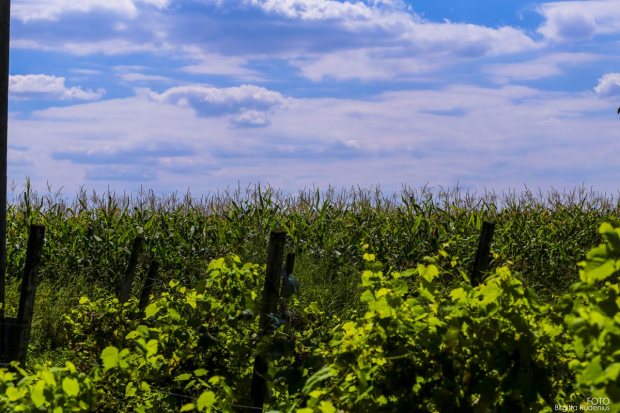 Open sky - Open life - Open mind