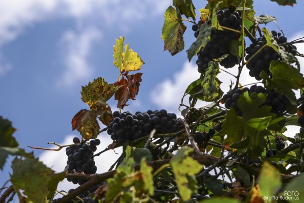 Tanjan - Golf & Wine