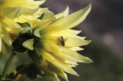 Macro - flower and insect